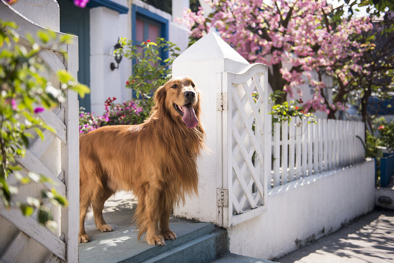 Tips on Selling Your Home With Pets
